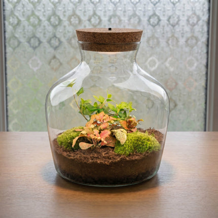 Little Joe Hedera Fittonia Ruby Lime - Terrarium with light - Bottle garden DIY kit - Ø 20 cm ↑ 22 cm