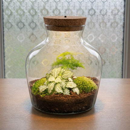 Little Joe Asparagus + Fittonia White Tiger - Terrarium with light - Bottle garden DIY kit - Ø 20 cm ↑ 22 cm (Copy)