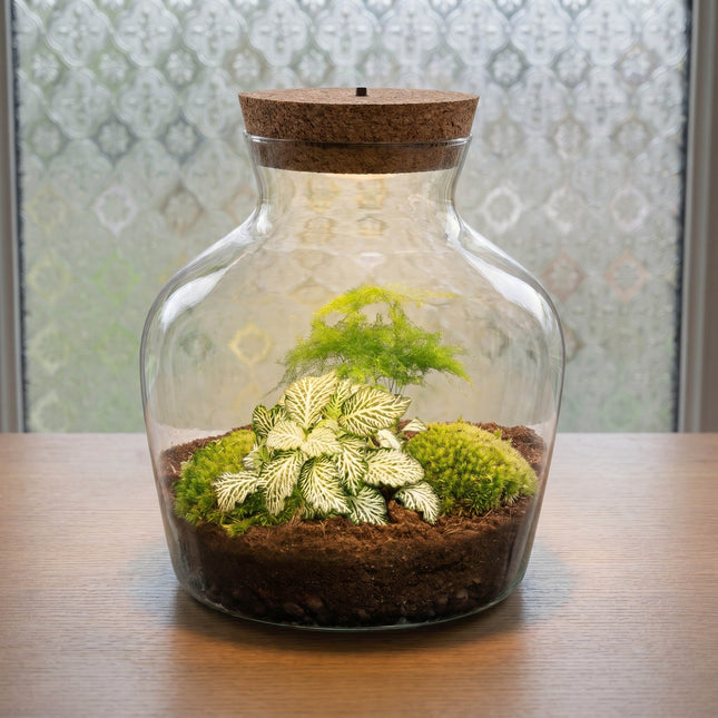 Little Joe Asparagus + Fittonia White Tiger - Terrarium with light - Bottle garden DIY kit - Ø 20 cm ↑ 22 cm (Copy)