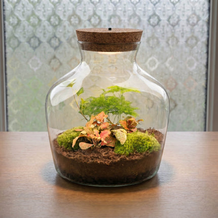 Little Joe Asparagus + Fittonia Ruby Lime - Terrarium with light - Bottle garden DIY kit - Ø 20 cm ↑ 22 cm