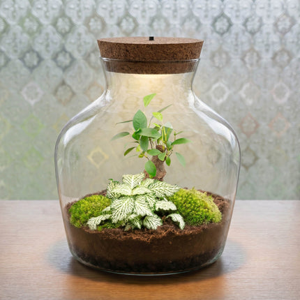 Little Joe Bonsai + Fittonia White Tiger - Terrarium with light - Bottle garden DIY kit - Ø 20 cm ↑ 22 cm