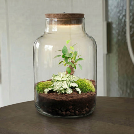 Little Milky - Bonsai - Terrarium with light - Bottle garden DIY kit - Ø 17 cm ↑ 25 cm