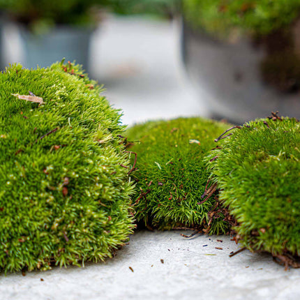 Calathea Makoyana - Plant Terrarium Refill & Starter kit - 3 terrarium plants - DIY