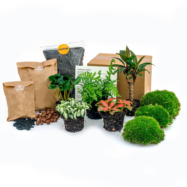 Jungle 5 - Plant Terrarium Refill & Starter kit - 5 terrarium plants - DIY