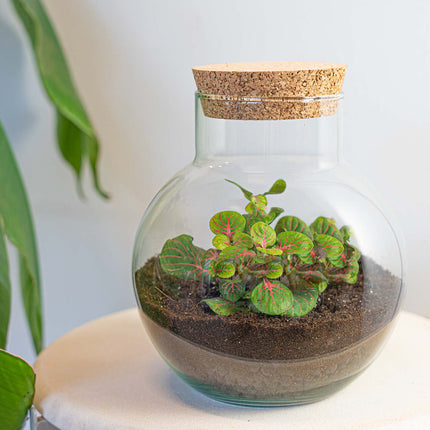 Noah - Terrarium - Bottle garden DIY kit - Ø 18.5 cm ↑ 19 cm