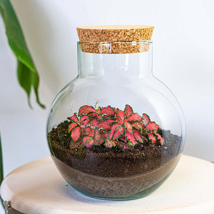 Noah - Terrarium - Bottle garden DIY kit - Ø 18.5 cm ↑ 19 cm