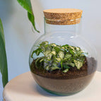 Fittonia White Tiger