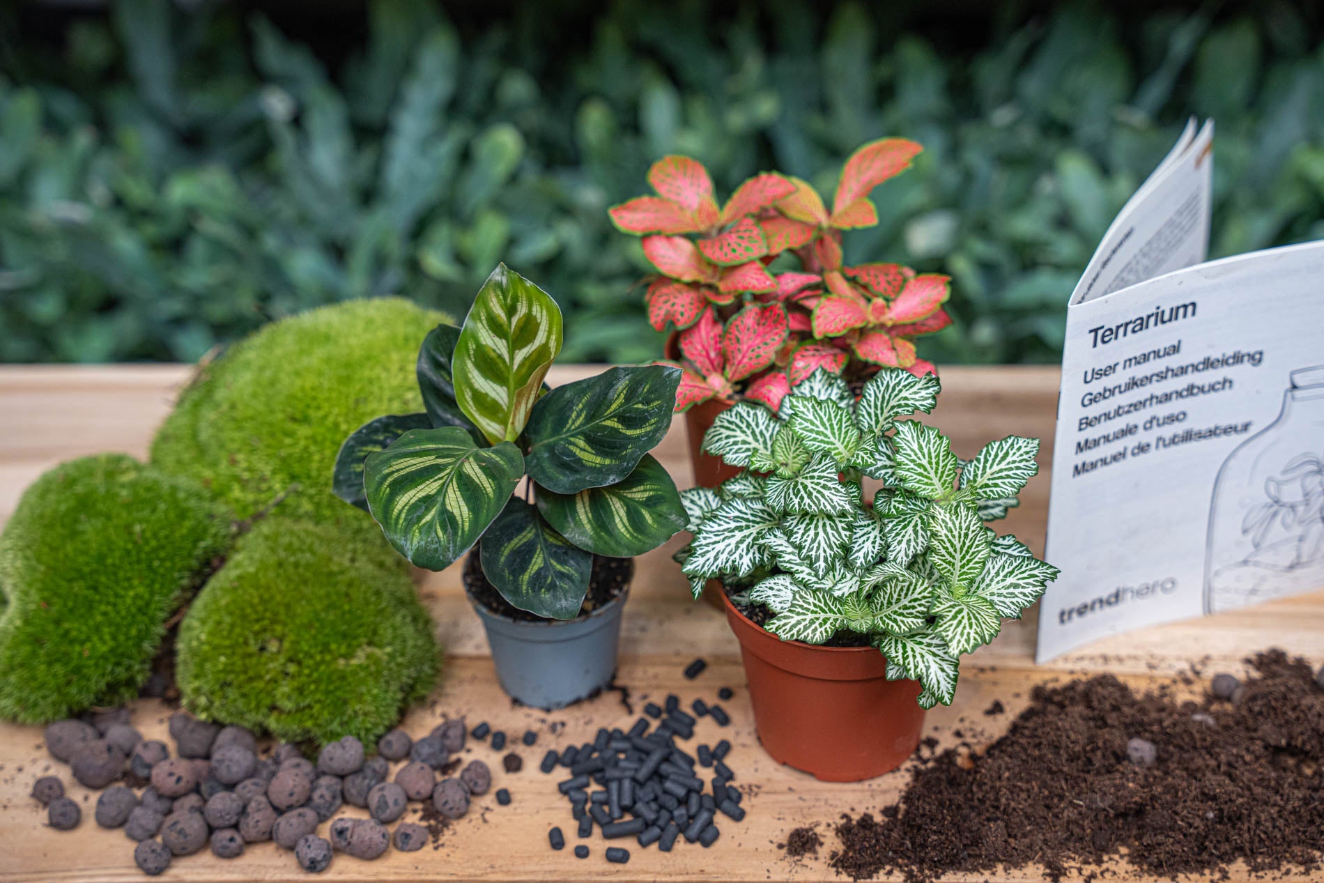 plant terrarium starter kit Calathea Makoyana - Plant Terrarium Refill & Starter kit - 3 terrarium plants