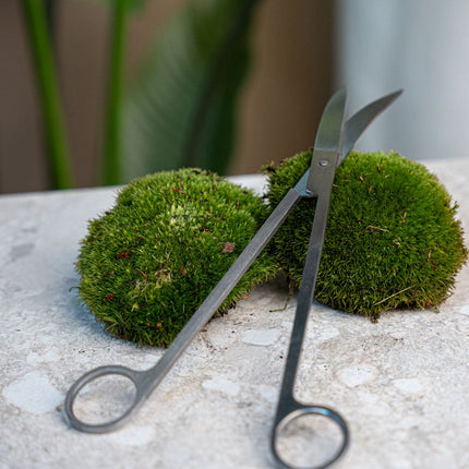 Terrarium scissors long