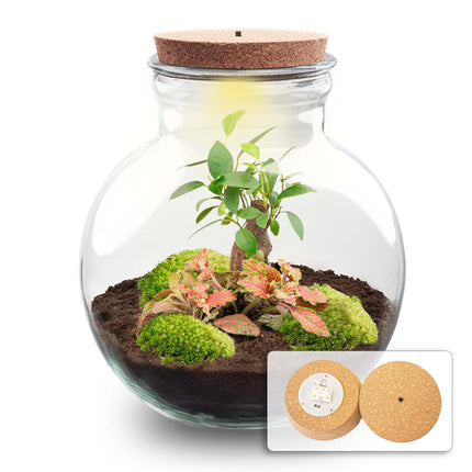 Teddy Bonsai - Terrarium with light - Bottle garden DIY kit - Ø 25 cm ↑ 26,5 cm