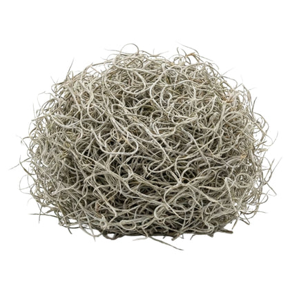 Dried Tillandsia Moss – 1L – Decorative - 100% Natural