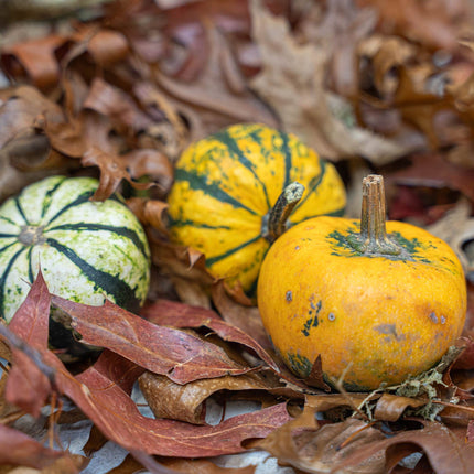 Pumpkin mini set (3 pcs, 6–8 cm) -  Natural autumn decoration