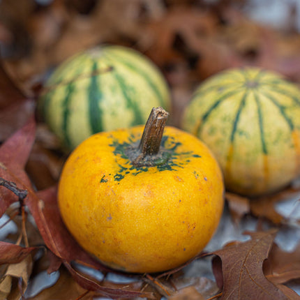 Pumpkin mini set (3 pcs, 6–8 cm) -  Natural autumn decoration