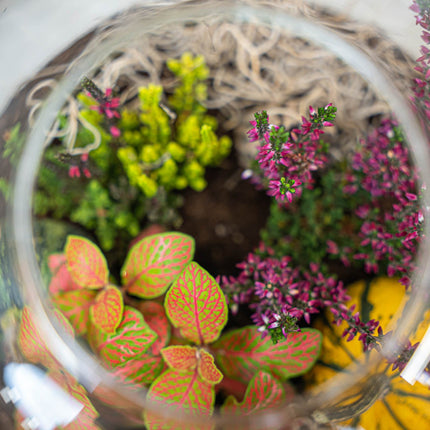 Calluna vulgaris - Callu Nova - Mini