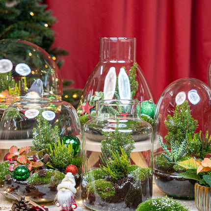 Evergreen Christmas terrarium - Bottle garden DIY kit - Ø 20 cm ↑ 22 cm