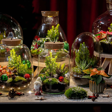 Frost Winter terrarium - Bottle garden DIY kit - Ø 17 cm ↑ 25 cm