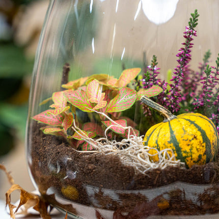 Emma Autumn - Glass bottle with Autumn plants and mini pumpkins - Autumn Bottle garden DIY kit - Ø 23 cm ↑ 25 cm
