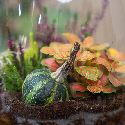 Little Joe Autumn - Glass bottle with Autumn plants and mini pumpkins - Autumn Bottle garden DIY kit - Ø 20 cm ↑ 22 cm