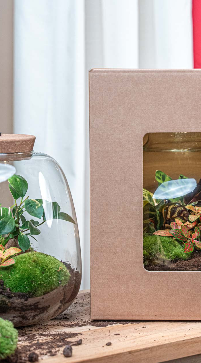 Relatiegeschenk terrarium pakket Kerstpakket