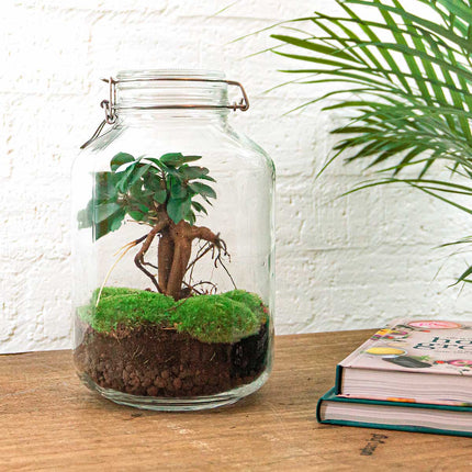 Jar Bonsai - Terrarium - Bottle garden DIY kit - Ø 18 cm ↑ 28 cm (Copy)