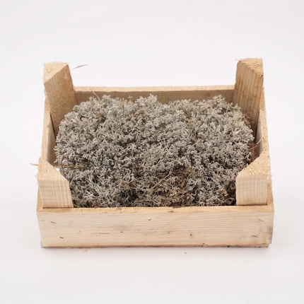 Silver Moss - Wooden Tray - 23x15,5x11,5 cm - Real moss