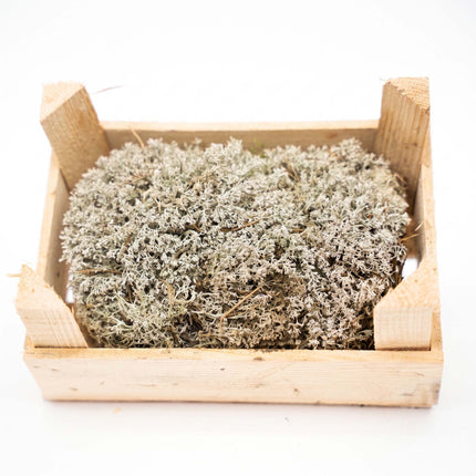 Silver Moss - Wooden Tray - 23x15,5x11,5 cm - Real moss